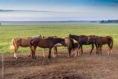 horses on the field graze at dawn © shymar27