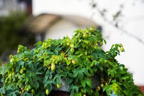 leaf hops