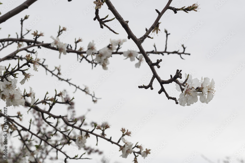 Obraz premium Almendros en flor