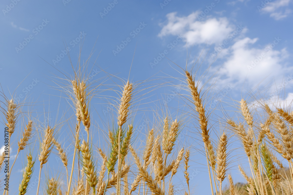 Barley in field conversion test at North Thailand,barley and blue sky Barley in field conversion test at North Thailand,barley and blue sky