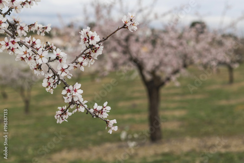 Almendros en flor