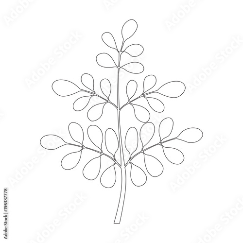 Moringa tree, Continuous one line