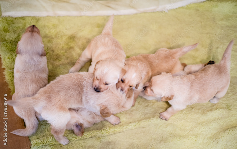tiny golden retriever puppies of only a few days old tiny golden retriever puppies of only a few days old