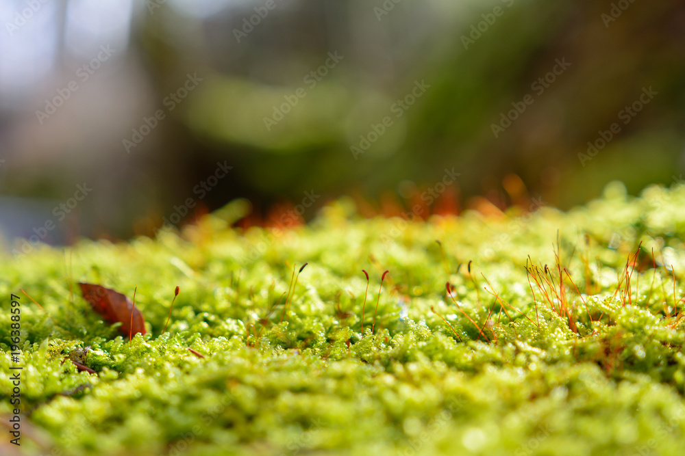 Moos Hintergrund mit textfreiraum Moos Hintergrund mit textfreiraum