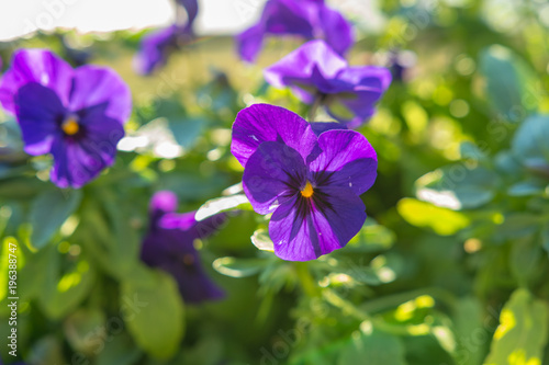Lila Frühlingsblumen