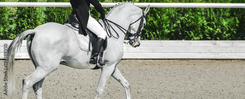 Elegant rider woman and white horse. Beautiful girl at advanced dressage test on equestrian competition. Professional female horse rider, equine theme. Saddle, bridle, boots and other details.