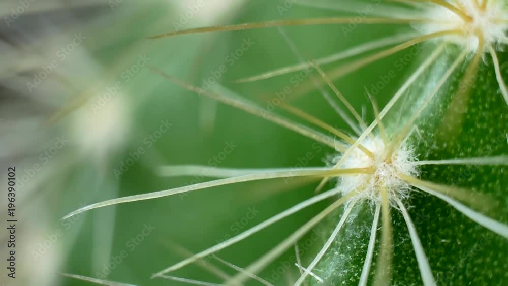 Green cactus with needles Green cactus with needles
