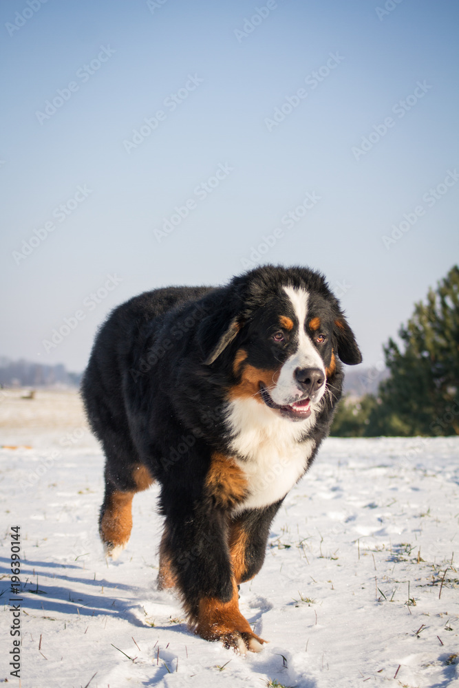 Bernese mountain dog junior male posing in the snow.