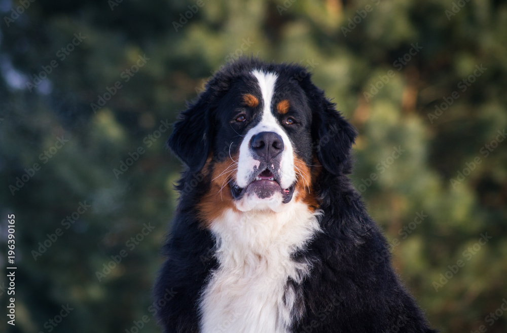 Bernese mountain dog junior male posing in the snow.