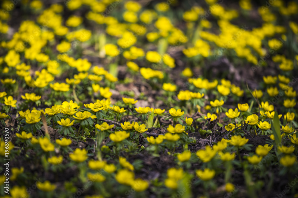 Obraz premium springtime - buttercups