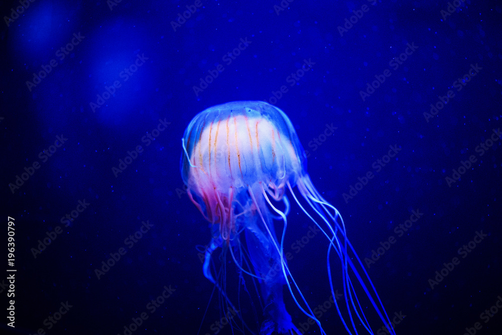 Beautiful jellyfish, medusa in the neon light with the fishes. Underwater life in ocean jellyfish.