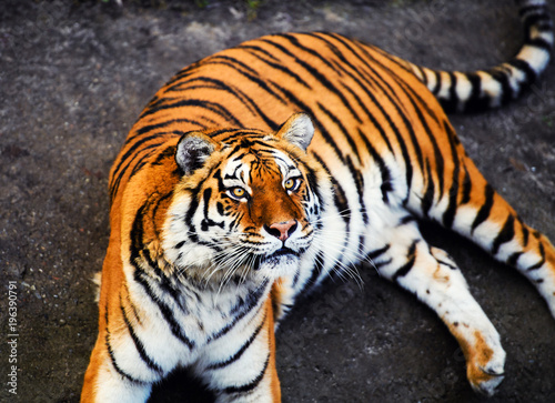 Fototapeta Naklejka Na Ścianę i Meble -  Beautiful amur tiger portrait