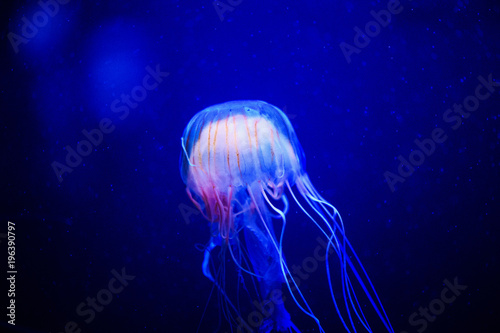 Beautiful jellyfish, medusa in the neon light with the fishes. Underwater life in ocean jellyfish. © The Len