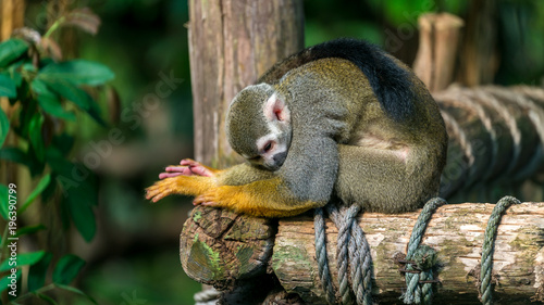 Beautiful squirrel monkey sitting on wood