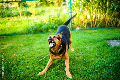 Angry dog attacks. The dog looks aggressive and dangerous.