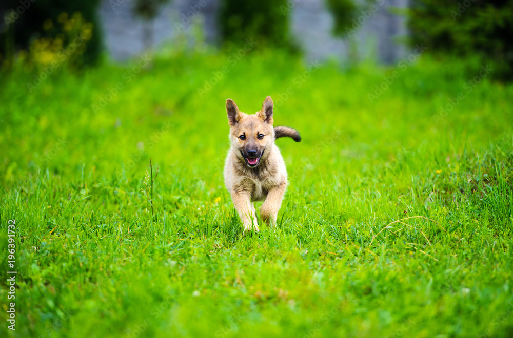 little puppy is running happily with floppy ears trough a garden with green grass. little puppy is running happily with floppy ears trough a garden with green grass.