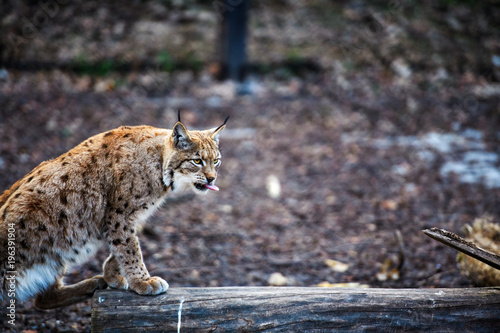 Lynx, Eurasian wild cat © The Len
