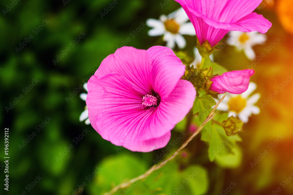 beautiful spring flowers beautiful spring flowers