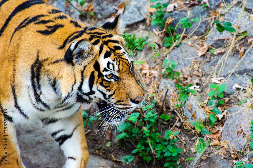 Obraz premium Beautiful amur tiger portrait