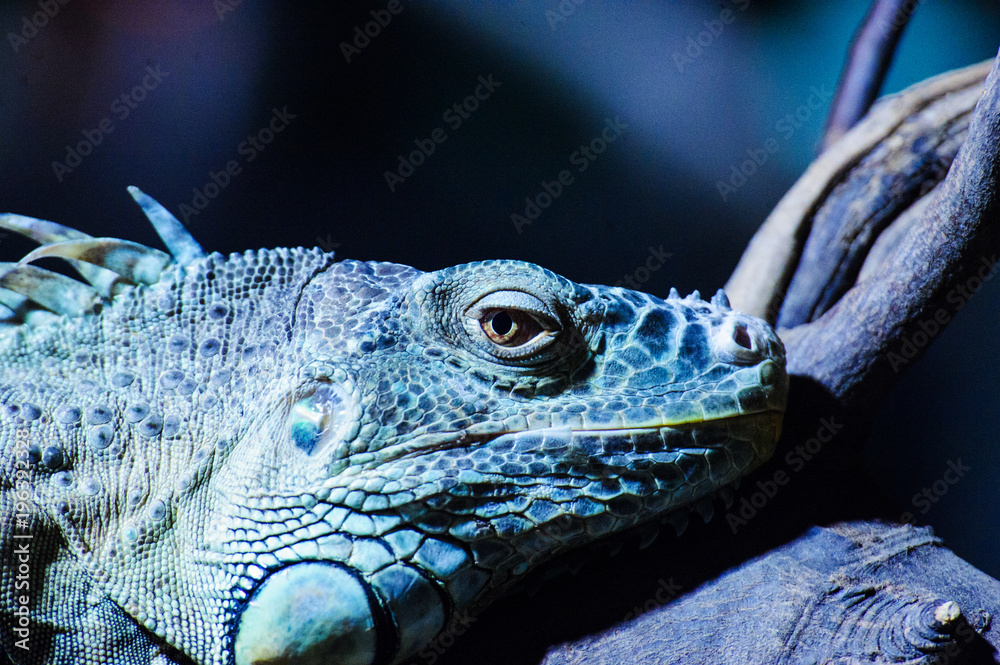 Fototapeta premium Green Iguana on branch