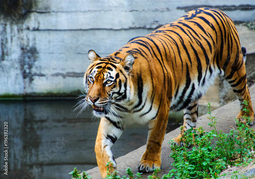 Beautiful amur tiger portrait