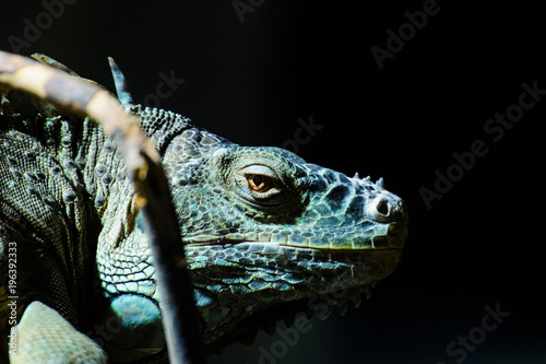 Green Iguana on branch