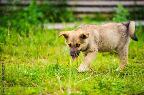 little puppy in a garden with green grass.
