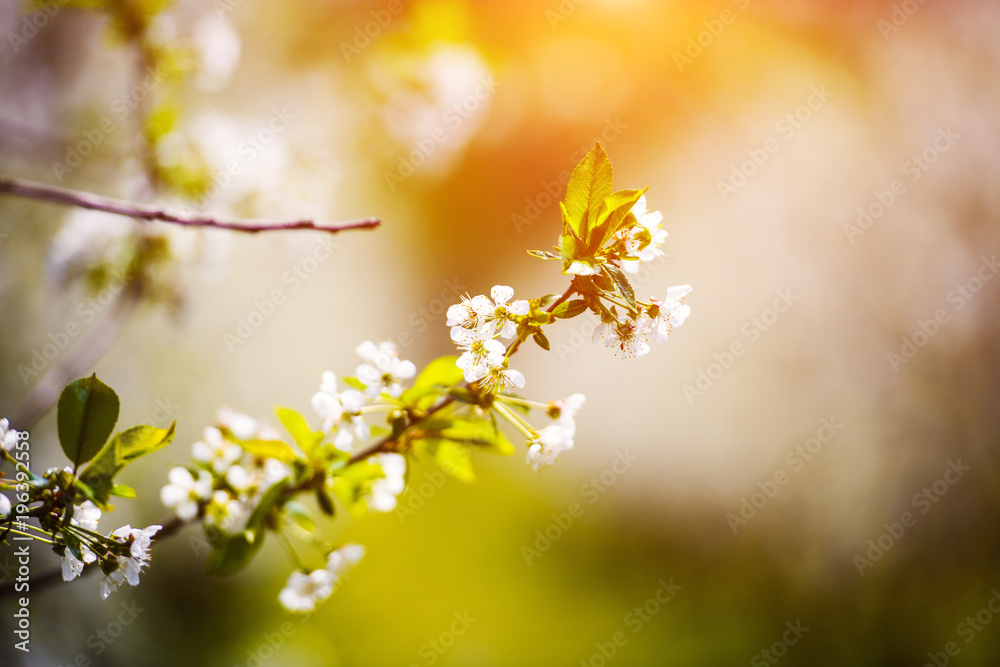 apple blossom on tree, spring time apple blossom on tree, spring time