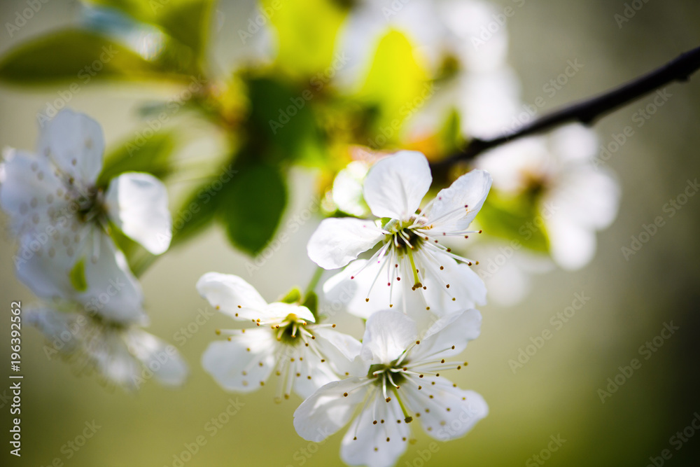 Obraz premium apple blossom on tree, spring time