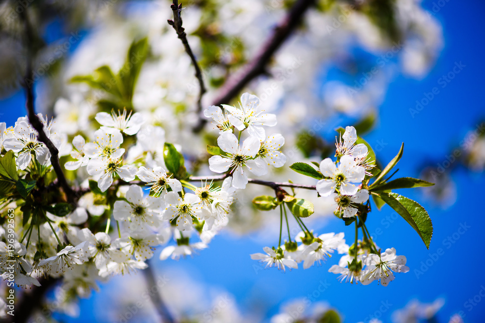 Obraz premium apple blossom on tree, spring time