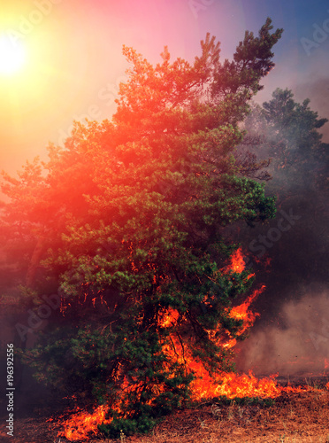  wildfire at sunset, burning pine forest .