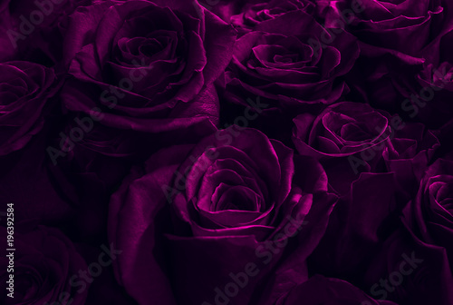 Fototapeta Naklejka Na Ścianę i Meble -  purple, pink roses
