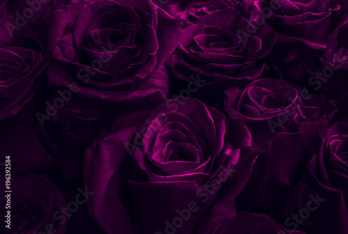 purple, pink roses