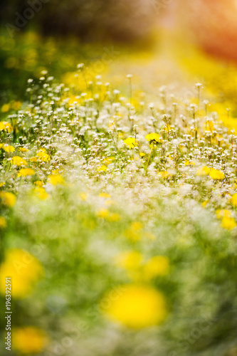 Fototapeta Naklejka Na Ścianę i Meble -  Blowing dandelion and green grass in garden on spring time.