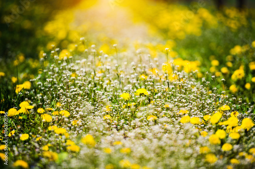 Fototapeta Naklejka Na Ścianę i Meble -  Blowing dandelion and green grass in garden on spring time.