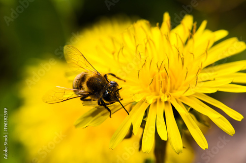 Fototapeta Naklejka Na Ścianę i Meble -  Honey Bee, Bee on dandelion