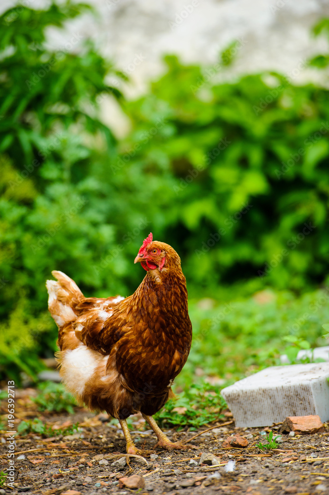 hen on a farm hen on a farm