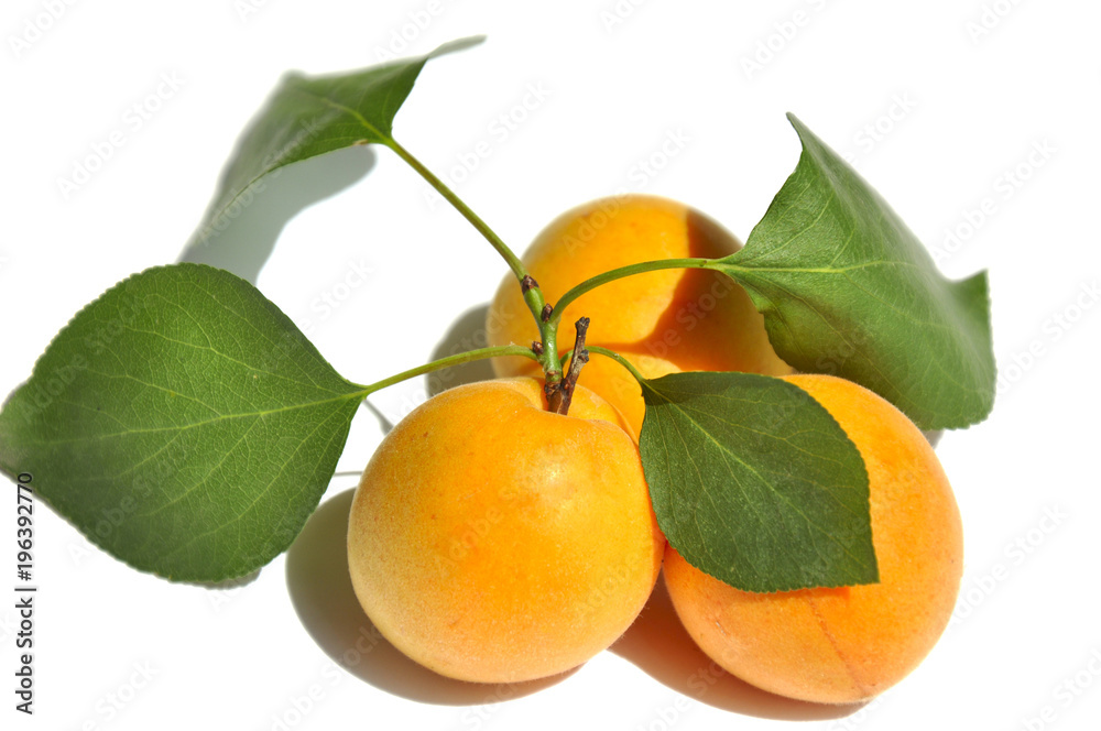 Apricots isolated on white background Apricots isolated on white background