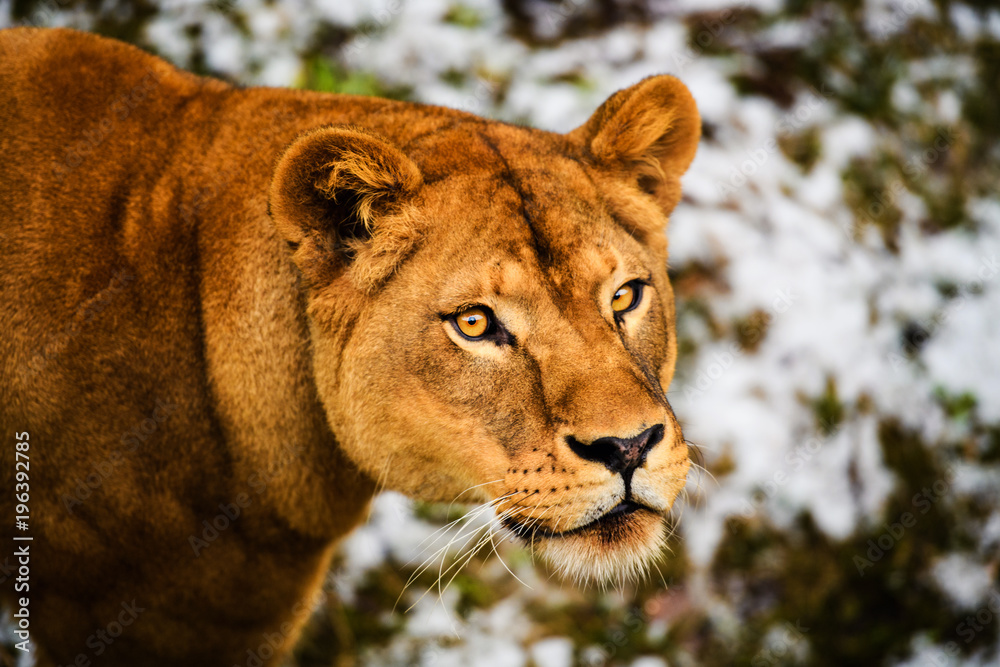 Fototapeta premium Portrait of a lioness