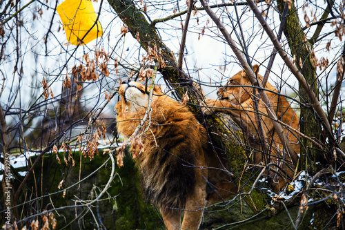 Fototapeta Naklejka Na Ścianę i Meble -  Beautiful Mighty Lion with lioness. Lion family