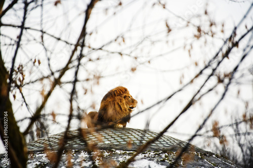 Fototapeta Naklejka Na Ścianę i Meble -  Beautiful Mighty Lion