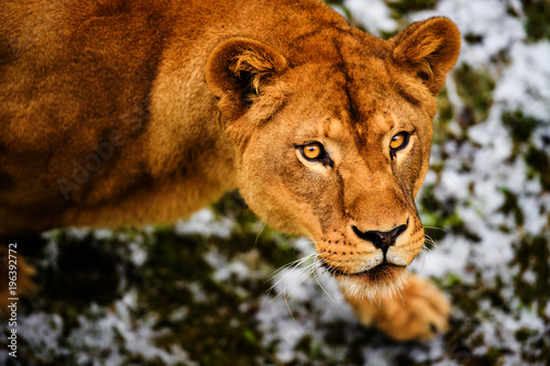Fototapeta Naklejka Na Ścianę i Meble -  Portrait of a lioness