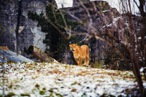 Fototapeta Naklejka Na Ścianę i Meble -  Portrait of a lioness