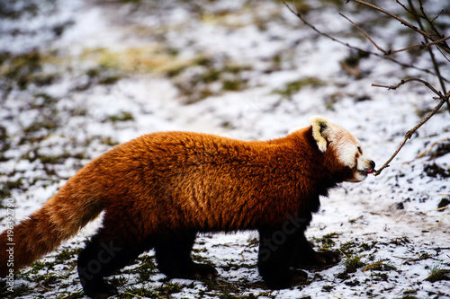 Fototapeta Naklejka Na Ścianę i Meble -  Portrait of a Red Panda ( Ailurus fulgens )