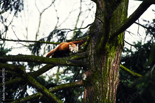 Portrait of a Red Panda ( Ailurus fulgens )