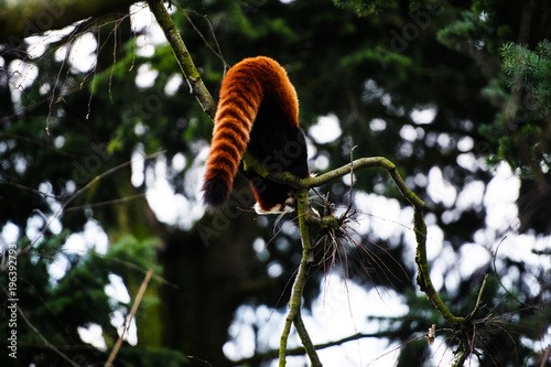 Fototapeta Naklejka Na Ścianę i Meble -  Portrait of a Red Panda ( Ailurus fulgens )