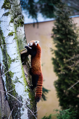 Fototapeta Naklejka Na Ścianę i Meble -  Portrait of a Red Panda ( Ailurus fulgens )