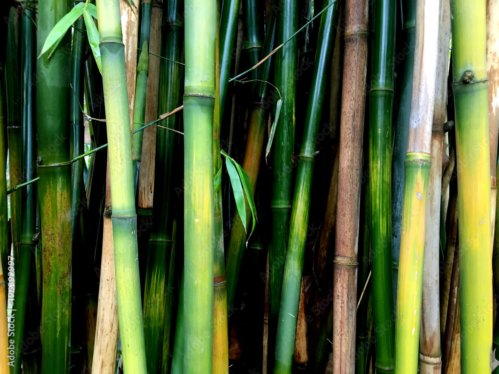 Obraz premium Stems of bamboo.Background,closeup.
