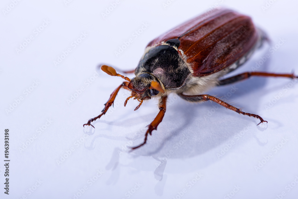 Isolated Cockchafer mirroring on white ground Isolated Cockchafer mirroring on white ground