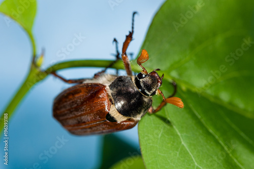 Cockchafer crawling on green leaves
